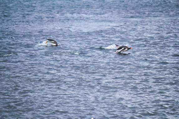Pinguins gentoo nadam no mar ao redor de Prion Island, na Geórgia do Sul
